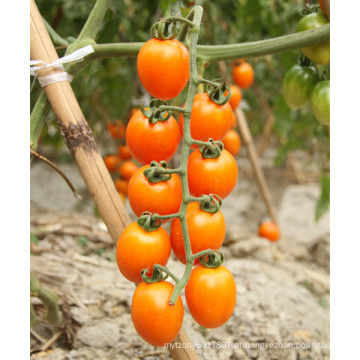 HT14 Kaila amarelo bacteriana wilt resistente f1 híbrido melhor sementes de tomate cereja